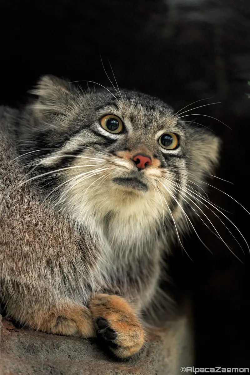 A photograph of Oto in Kobe Animal Kingdom