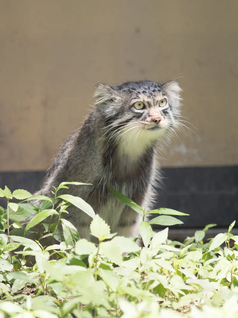 A photograph of Hide in Asahiyama Zoo