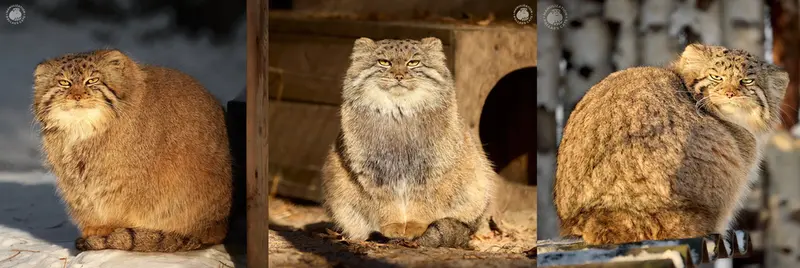 A photograph of a Pallas's cat
