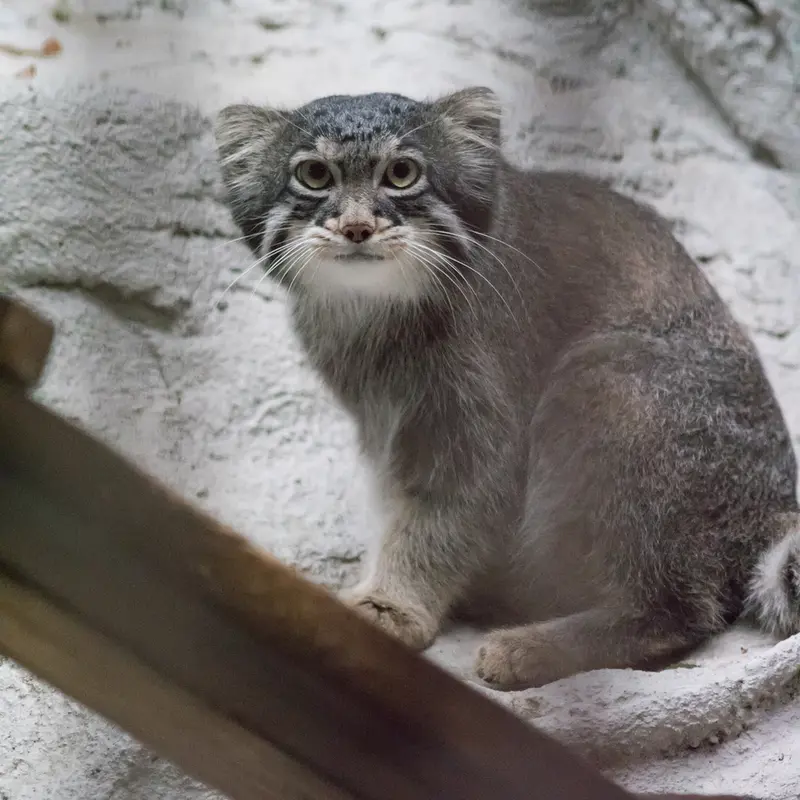 A photograph of Figa in Nogeyama Zoo