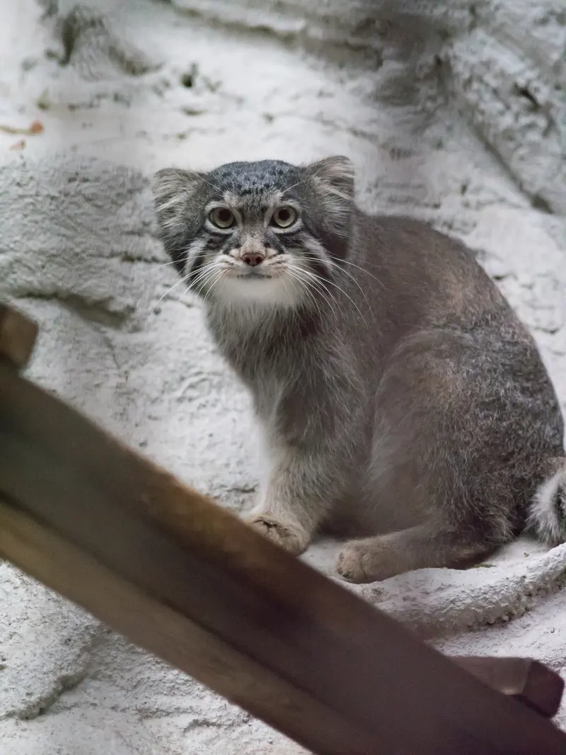 A photograph of Figa in Nogeyama Zoo