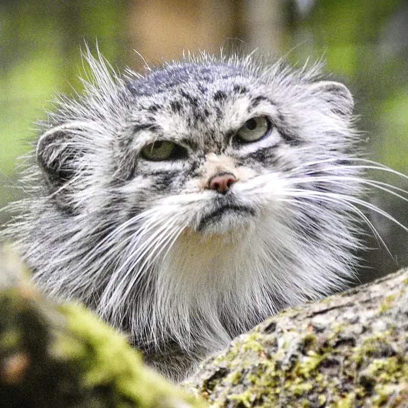 Penelope the Pallas's cat from Cotswold Wildlife Park and Gardens