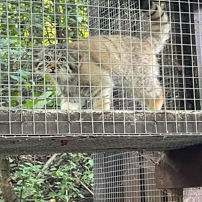 A photograph of Kitten of Alani b.2026 Ⅱ in Košice Zoo