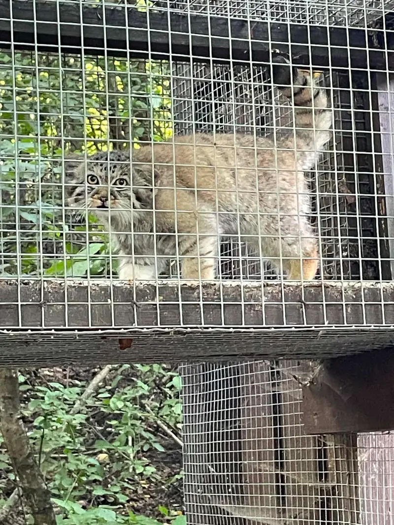 A photograph of Kitten of Alani b.2026 Ⅱ in Košice Zoo