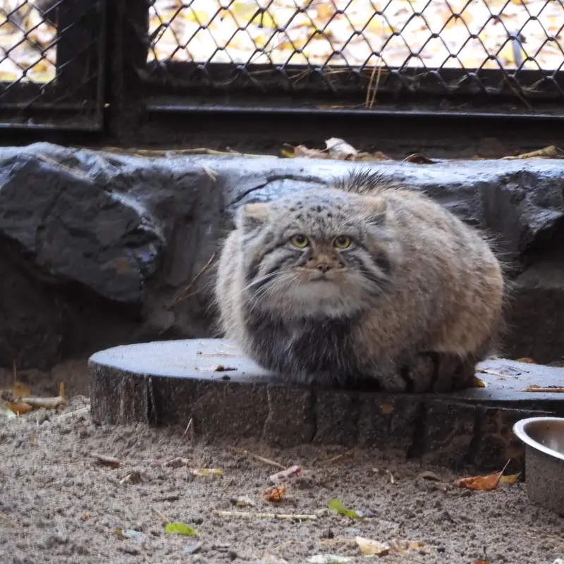 A photograph of Son of Adele b.2026 Ⅲ in Novosibirsk Zoo