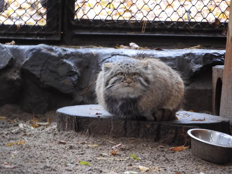 A photograph of Son of Adele b.2026 Ⅲ in Novosibirsk Zoo