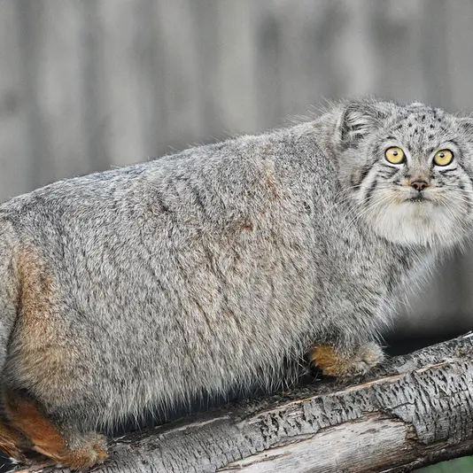 A photograph of Kharaa in Port Lympne Wild Animal Park