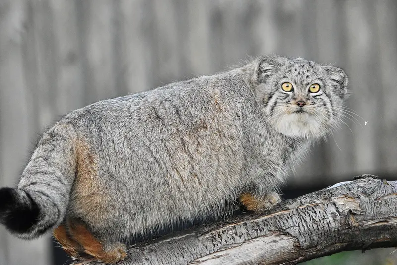 A photograph of Kharaa in Port Lympne Wild Animal Park