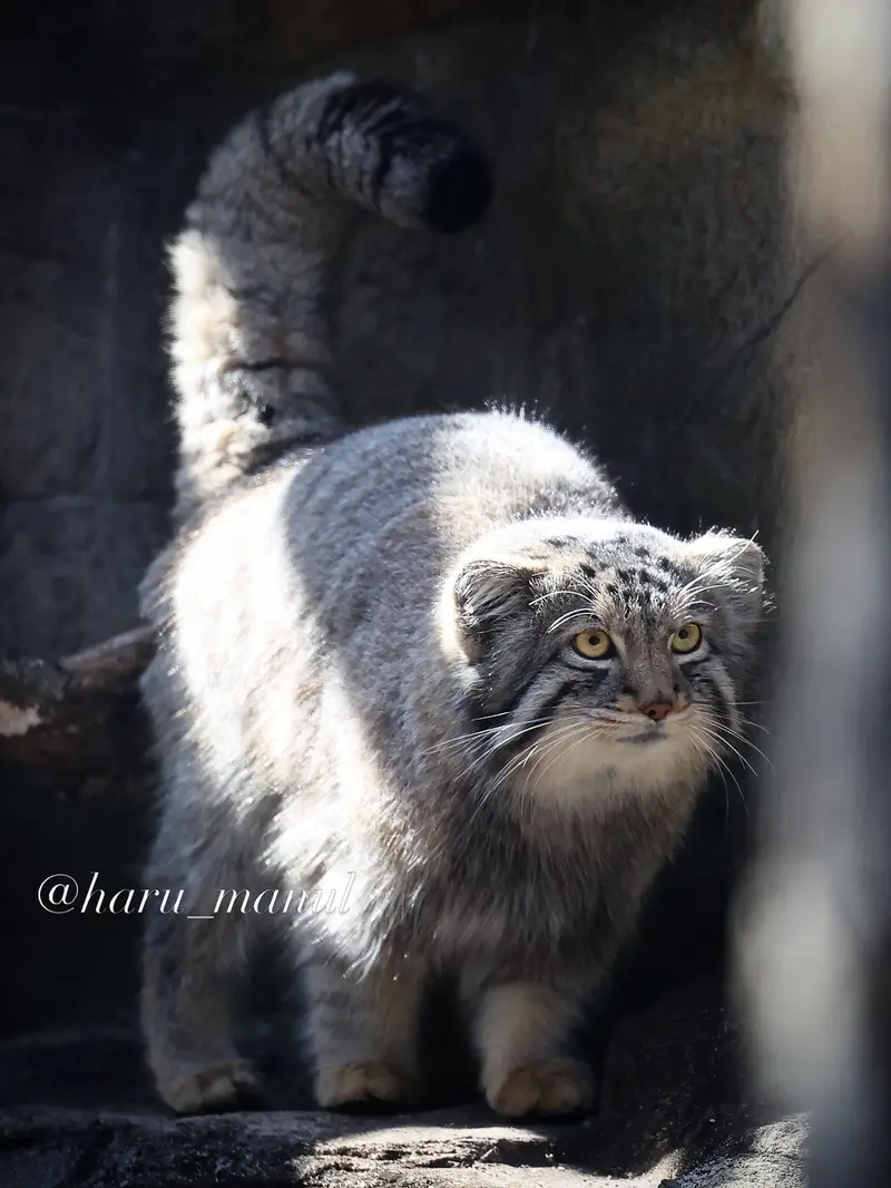 A photograph of a Pallas's cat in Nasu Animal Kingdom