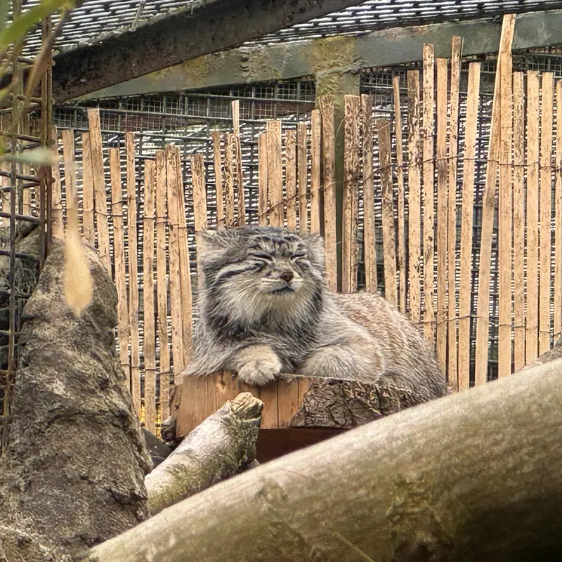 A photograph of Akiko in Edinburgh Zoo