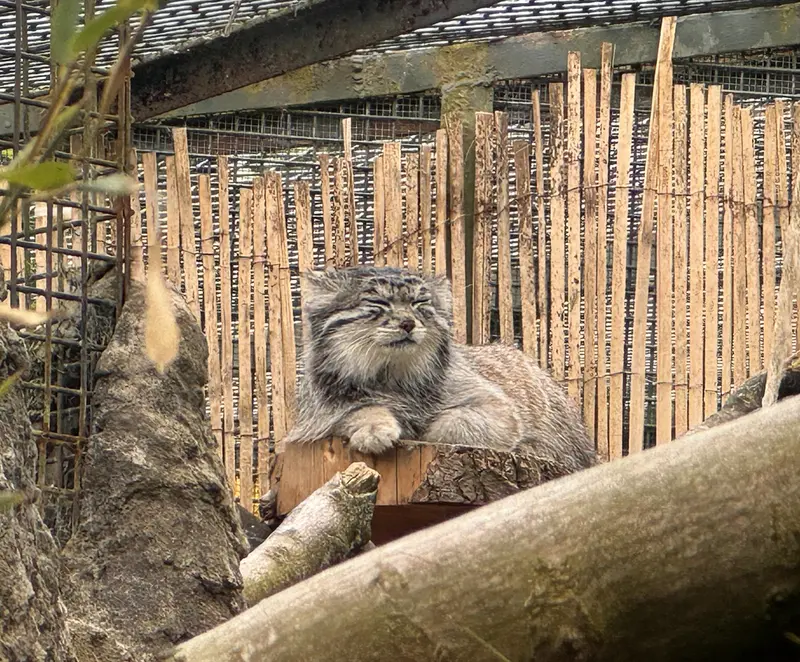 A photograph of Akiko in Edinburgh Zoo