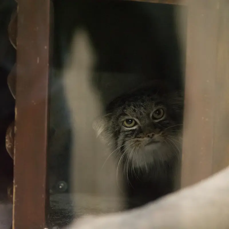 A photograph of Shafran in Ueno Zoological Gardens
