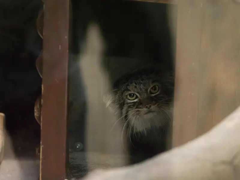 A photograph of Shafran in Ueno Zoological Gardens