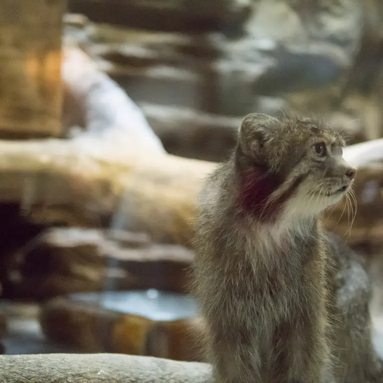 A photograph of Klyon in Ueno Zoological Gardens