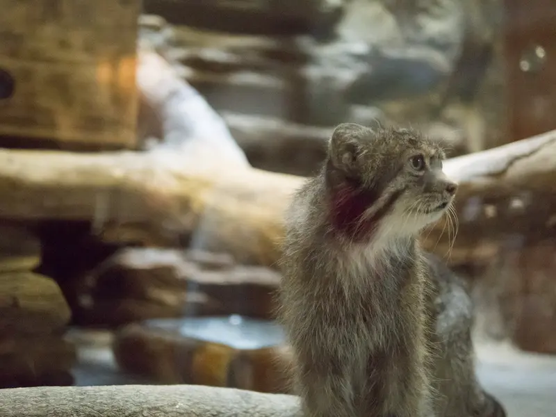 A photograph of Klyon in Ueno Zoological Gardens