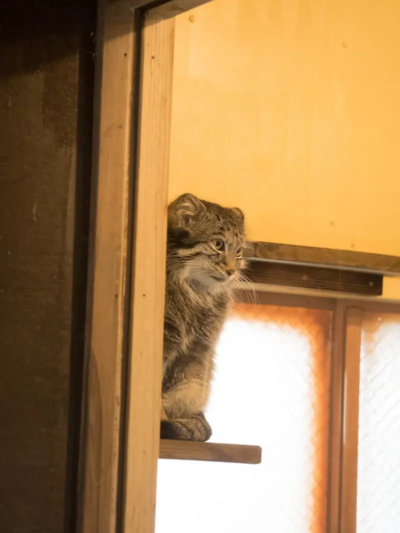 A photograph of Oto in Saitama Children's Zoo