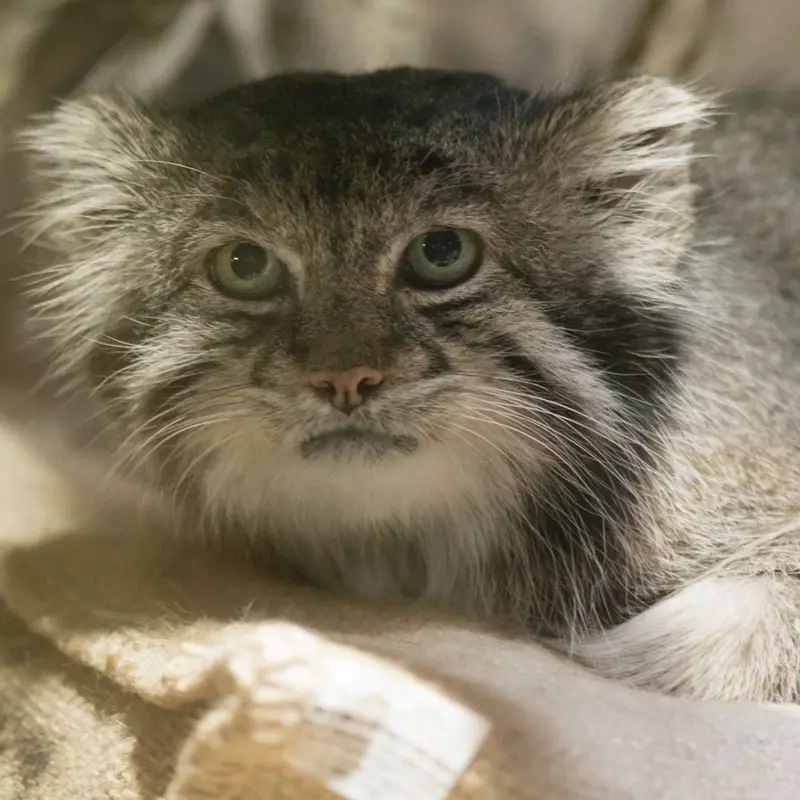 A photograph of Klyon in Ueno Zoological Gardens