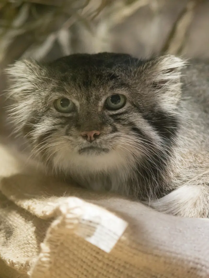 A photograph of Klyon in Ueno Zoological Gardens