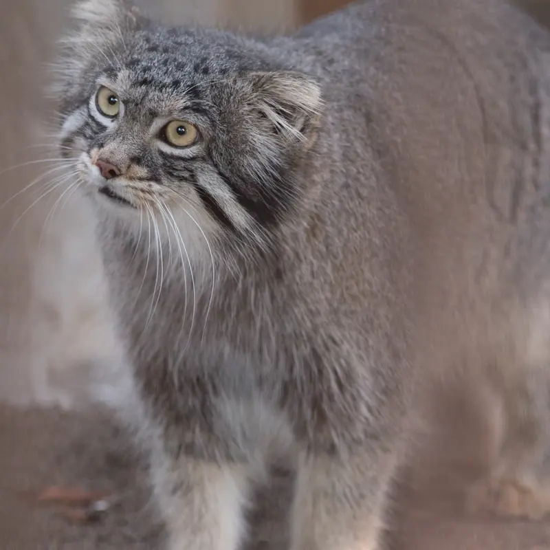 A photograph of Figa in Nogeyama Zoo
