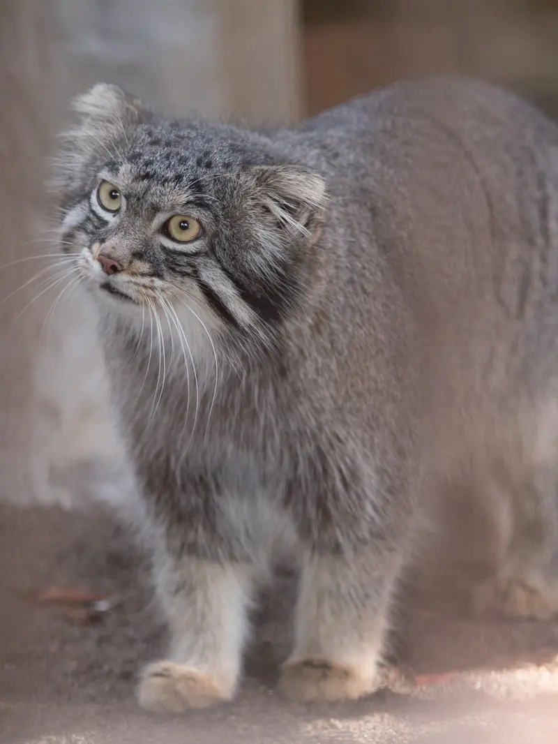 A photograph of Figa in Nogeyama Zoo