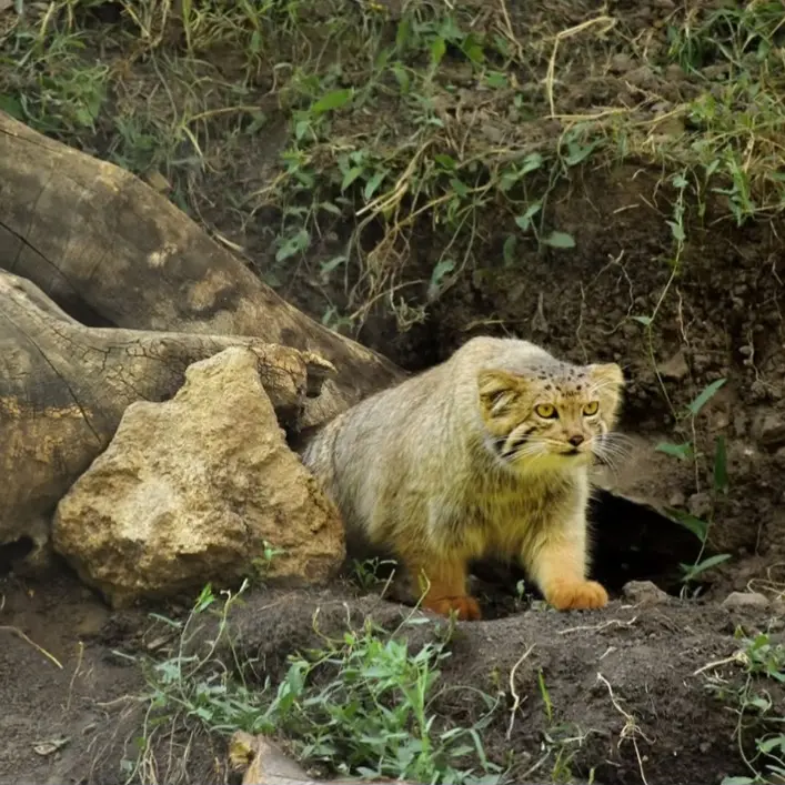 A photograph of Manó in Yerevan Zoo