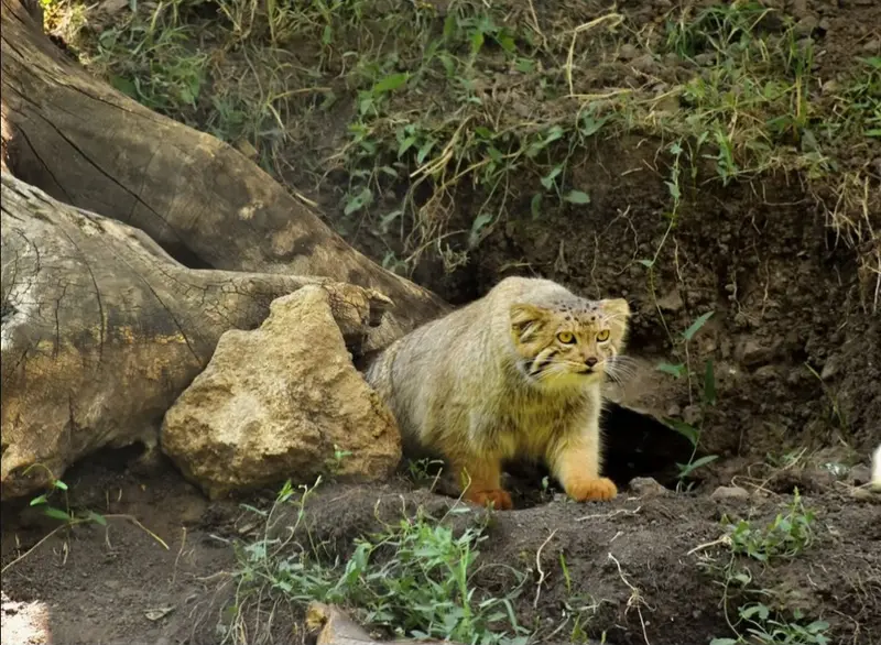 A photograph of Manó in Yerevan Zoo