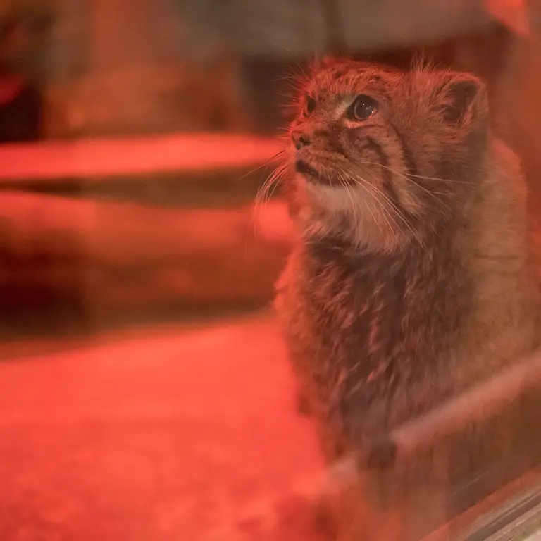 A photograph of Naim in Ueno Zoological Gardens
