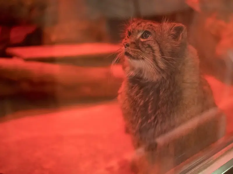 A photograph of Naim in Ueno Zoological Gardens