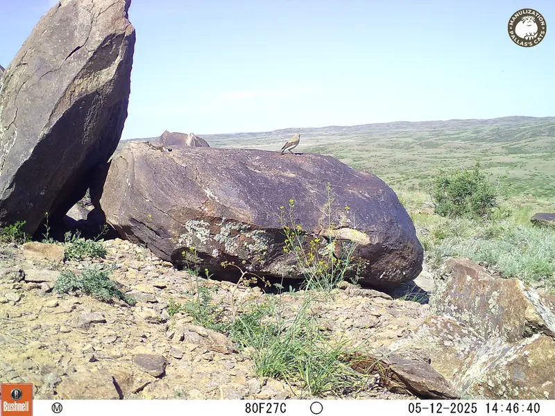 A photograph of a Pallas&#039;s cat from Koshkar camera trap