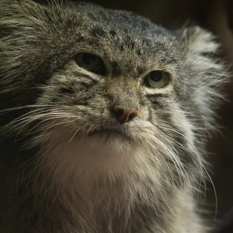 A photograph of Klyon in Ueno Zoological Gardens