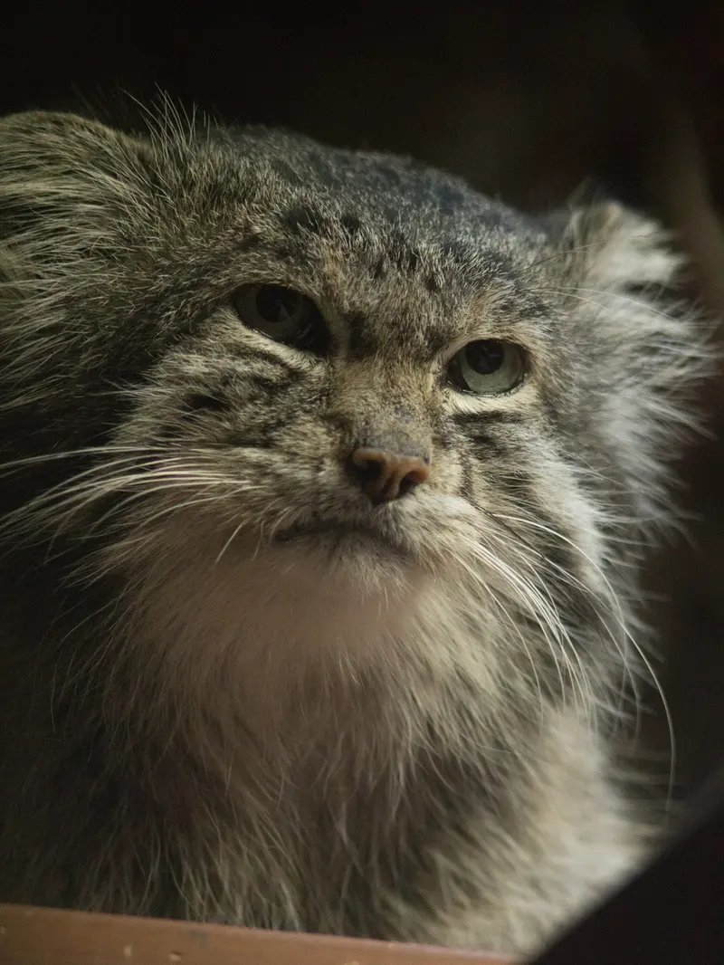 A photograph of Klyon in Ueno Zoological Gardens