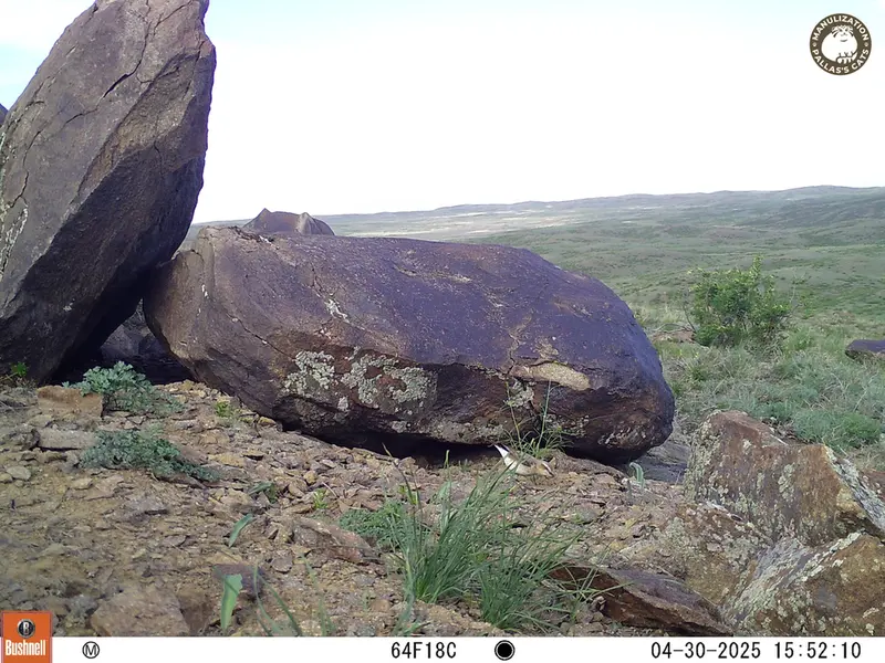 A photograph of a Pallas&#039;s cat from Koshkar camera trap