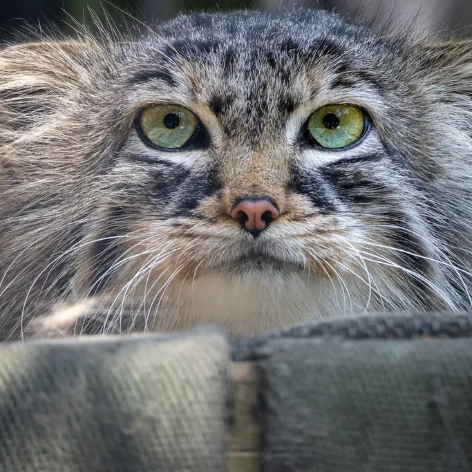 A photograph of Gabi in Novosibirsk Zoo