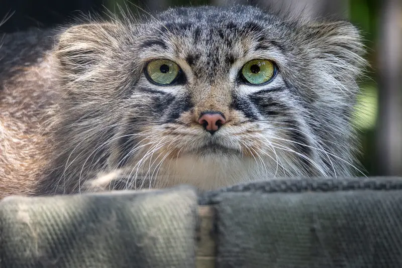 A photograph of Gabi in Novosibirsk Zoo