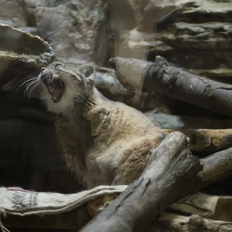 A photograph of Primula in Ueno Zoological Gardens