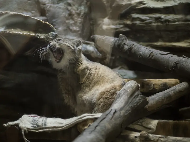 A photograph of Primula in Ueno Zoological Gardens