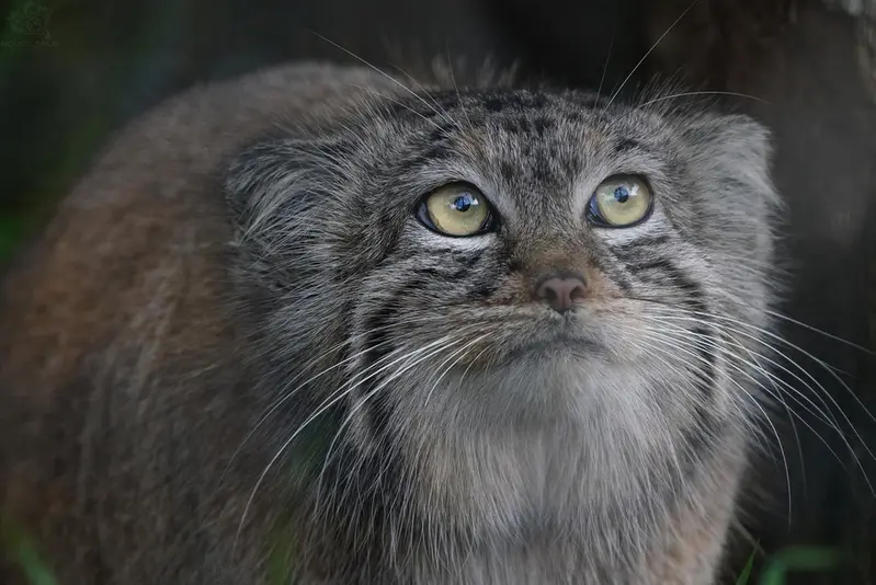 A photograph of Charu in Zie-Zoo