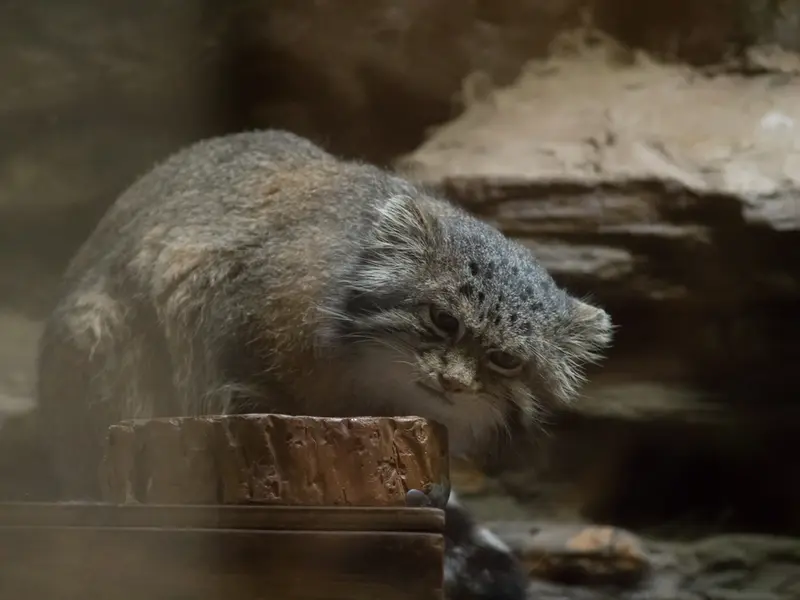 A photograph of Klyon in Ueno Zoological Gardens