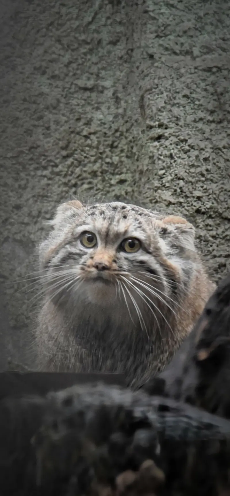 A photograph of Lucy in Budapest Zoo &amp; Botanical Garden
