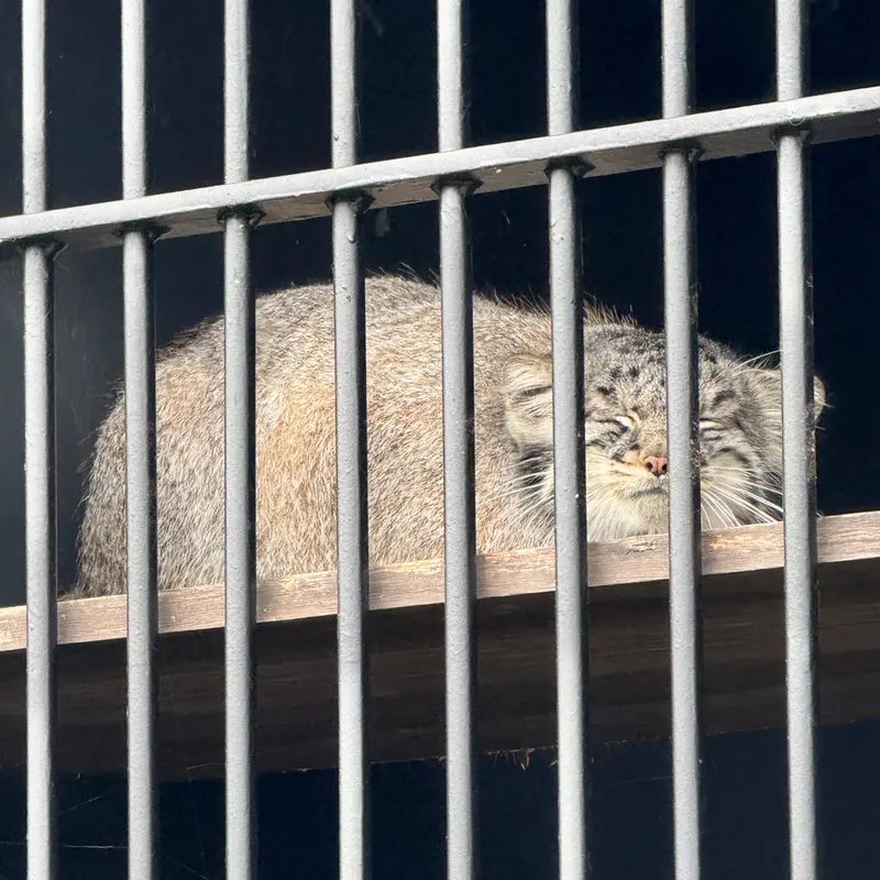 A photograph of Mei in Gokatsuraike Animal Park