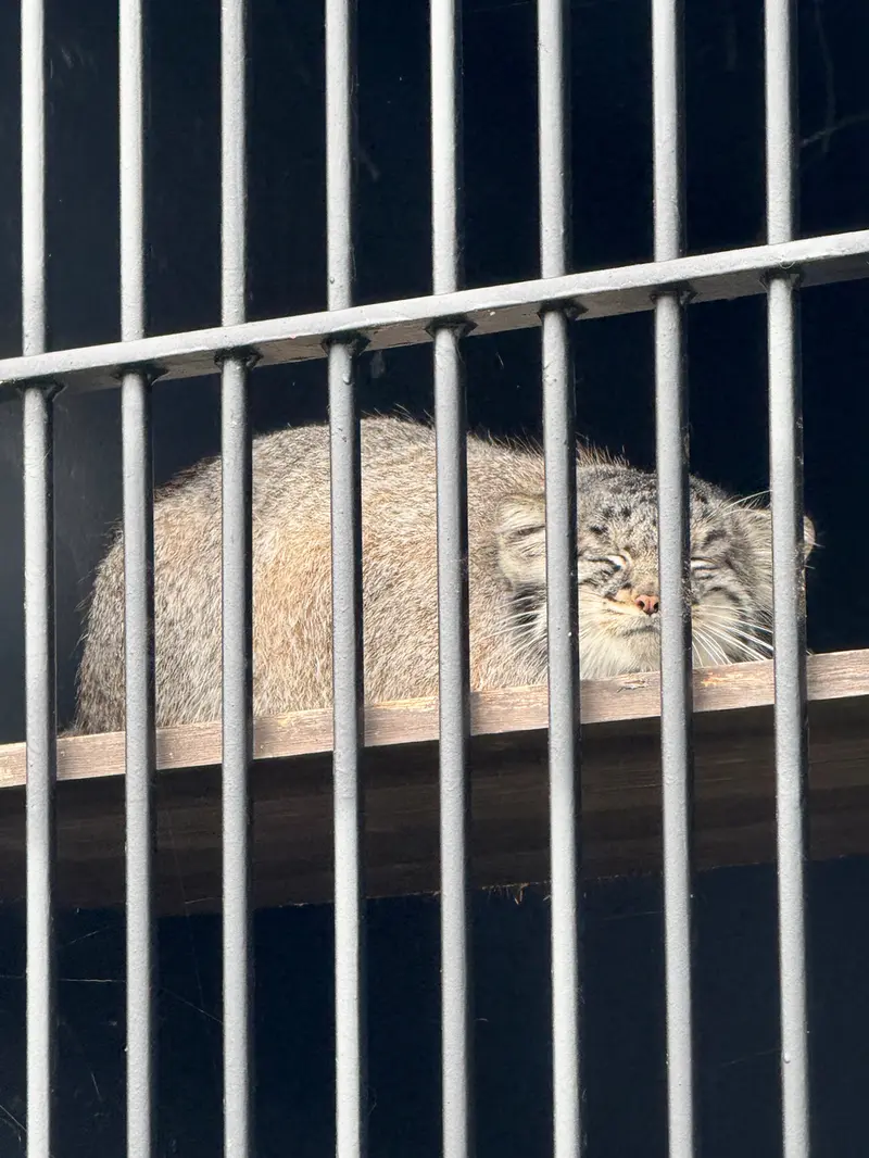 A photograph of Mei in Gokatsuraike Animal Park