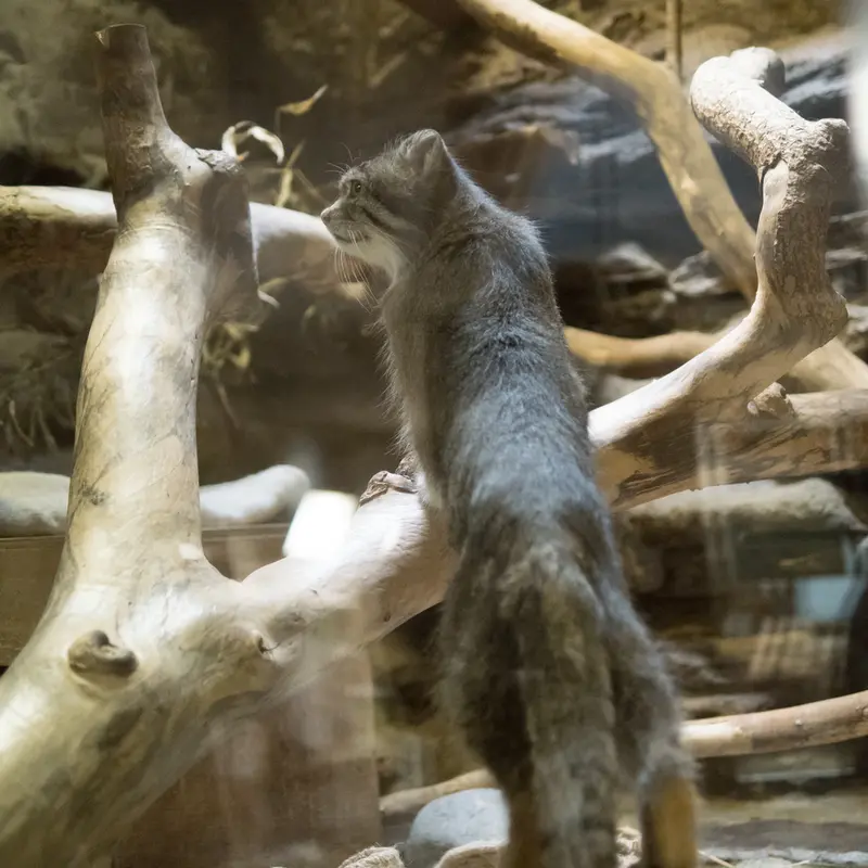 A photograph of Klyon in Ueno Zoological Gardens