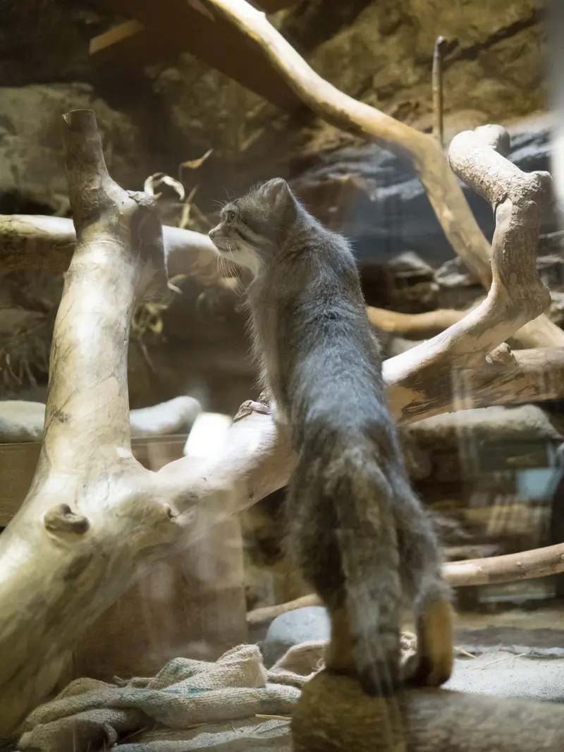 A photograph of Klyon in Ueno Zoological Gardens