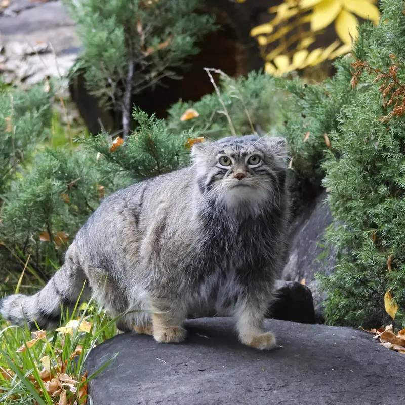 A photograph of a Pallas's cat
