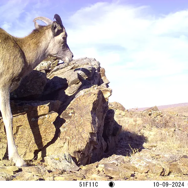 A photograph of Argali from Karashoky camera trap