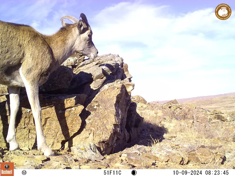 A photograph of Argali from Karashoky camera trap