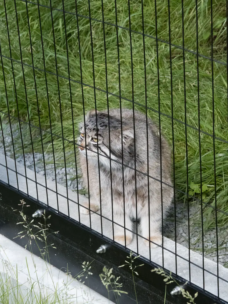 A photograph of Grusha in Asahiyama Zoo