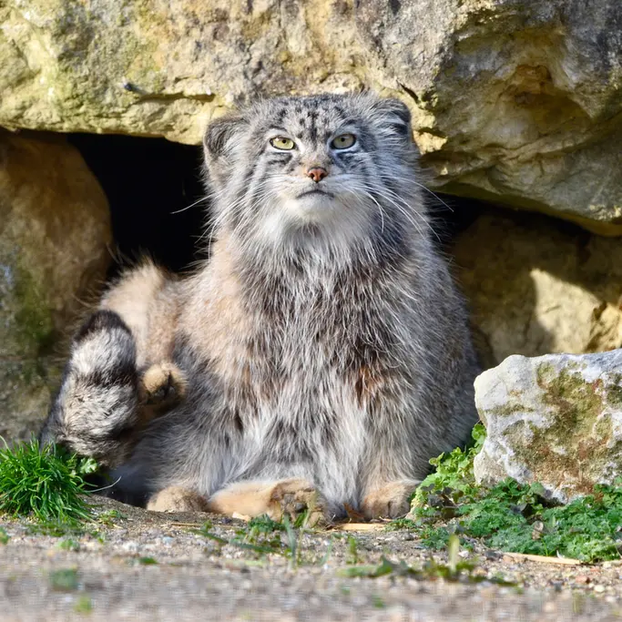 A photograph of Namuu in Port Lympne Wild Animal Park
