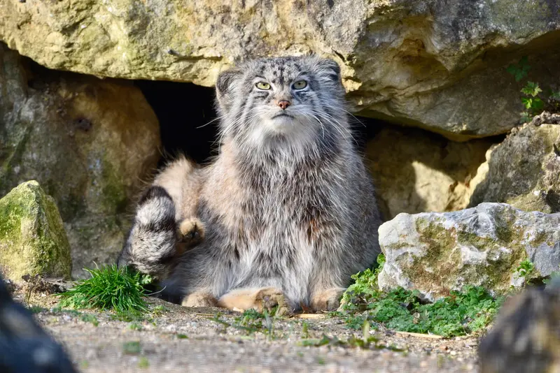 A photograph of Namuu in Port Lympne Wild Animal Park