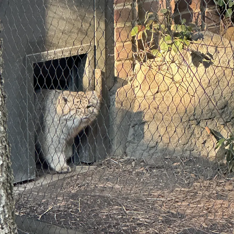 A photograph of Batu in Prospect Park Zoo